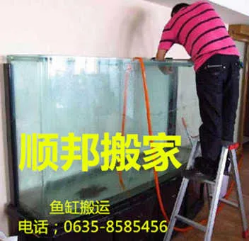 聊城鱼缸搬运.webp